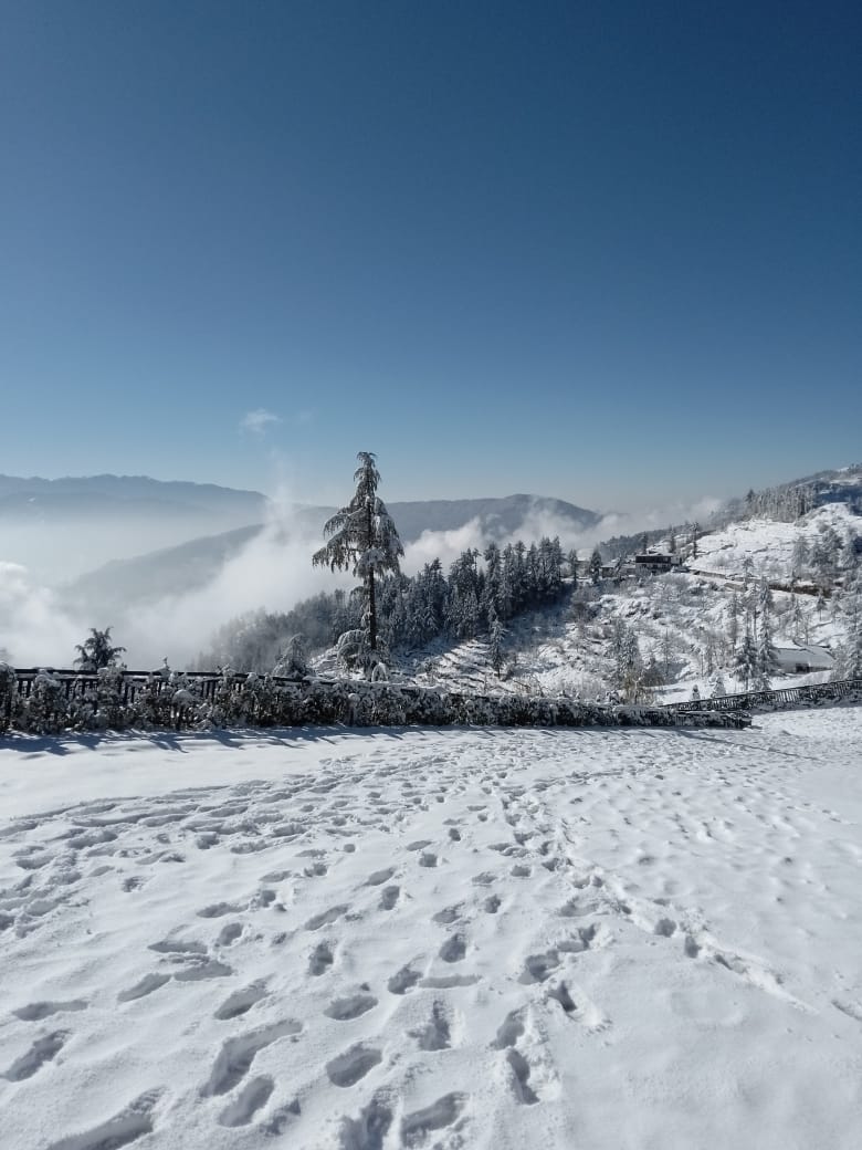 2644/dusit D2 Fagu Shimla.jpeg